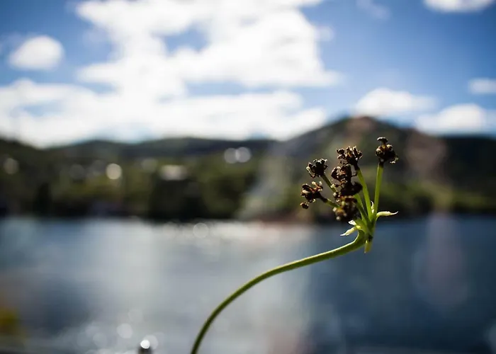 Acu Rem Tetigisti Reistad (Hordaland)