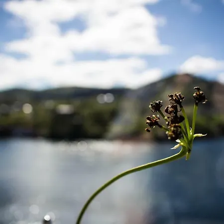 Acu Rem Tetigisti Reistad (Hordaland)